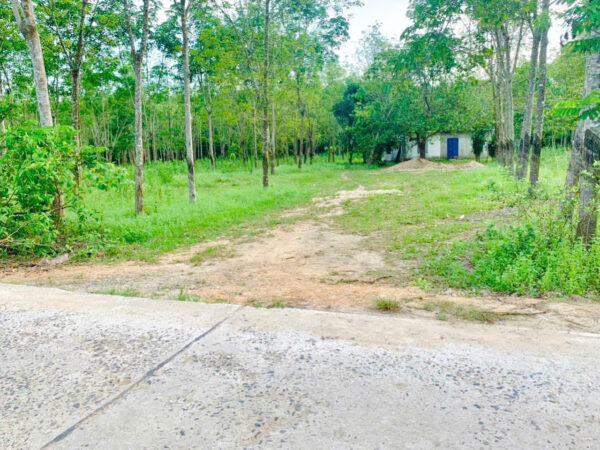 BÁN ĐẤT 1.430M² XÃ KHÁNH ĐÔNG - 400M² THỔ CƯ - CÓ VƯỜN CAO SU - GIÁ CHỈ 950 TRIỆU - Hình ảnh 2