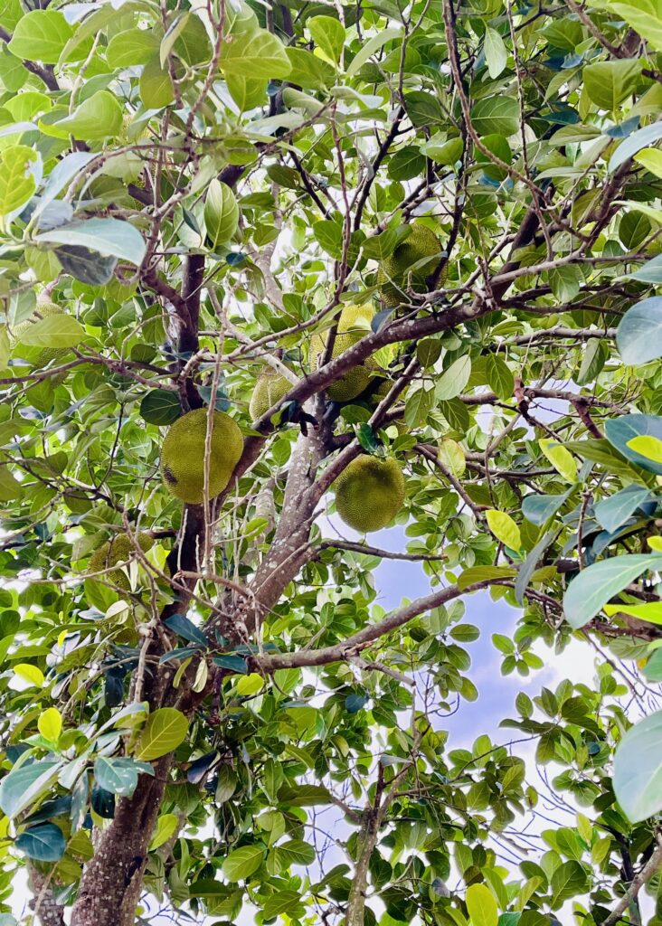 Bán Đất Vườn Suối Tiên (Diên Khánh) Gần HL39 – 545m², 100m² Thổ, Ngang 14m, Đường QH 20m – Giá Chỉ 3.3 Tỷ