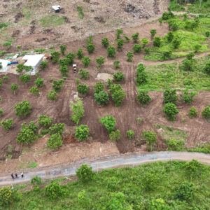 Bán Farm Diên Lâm (Diên Khánh) 1000m² Có Nhà Gỗ – Điện Nước, Cổng Rào – Giá Chỉ 830 Triệu