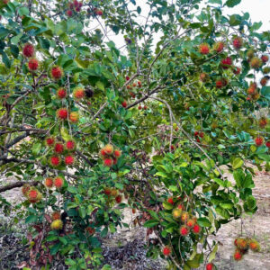 Bán Đất Vườn Giáp Sông Cái & Mặt Tiền Tỉnh Lộ 2 Diên Thọ - Giá 6 Tỷ - Hình ảnh 4