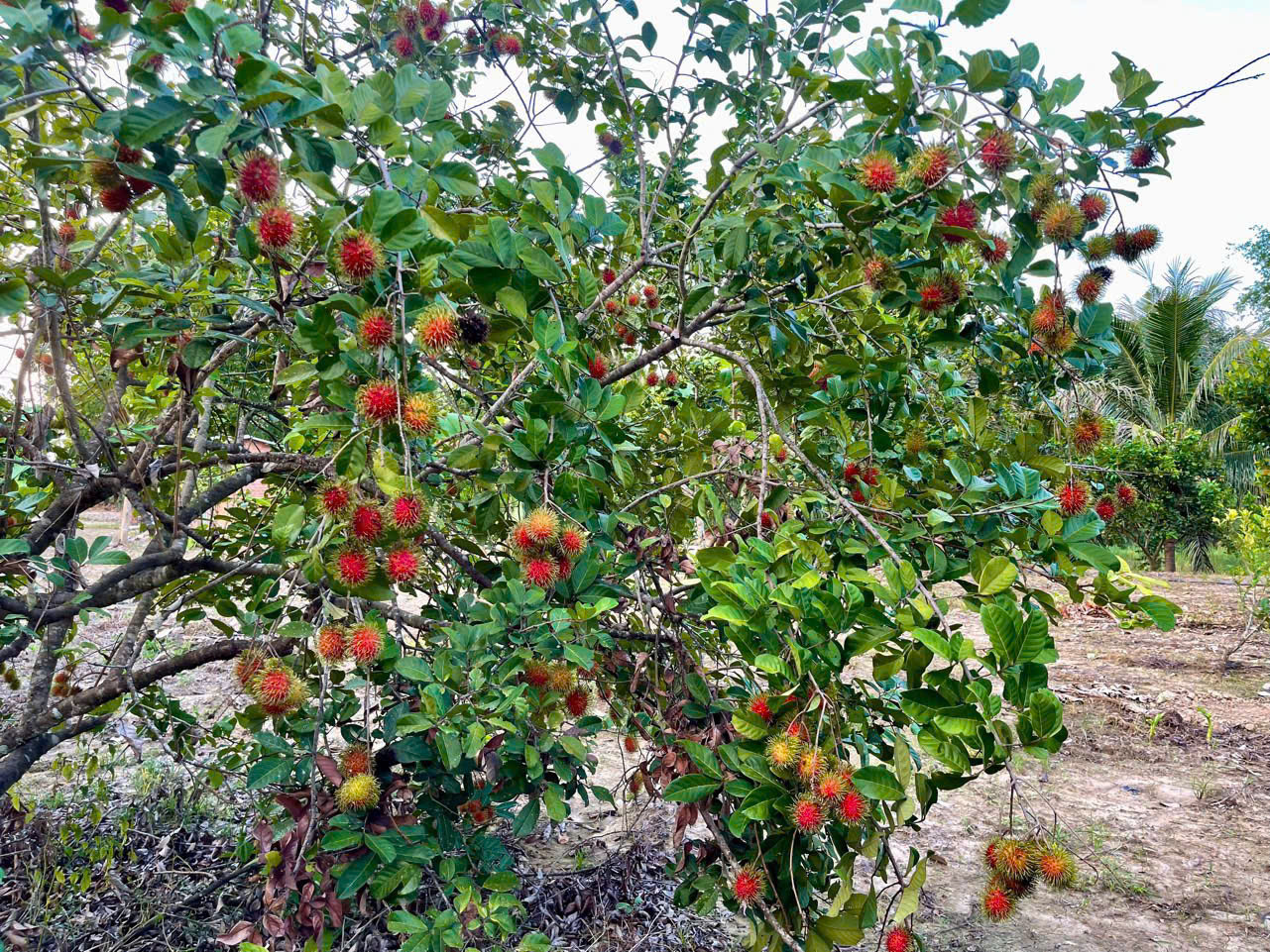 Bán Đất Vườn Giáp Sông Cái & Mặt Tiền Tỉnh Lộ 2 Diên Thọ - Giá 6 Tỷ - Hình ảnh 4