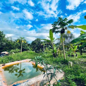 Bán Đất Vườn Giáp Sông Cái & Mặt Tiền Tỉnh Lộ 2 Diên Thọ - Giá 6 Tỷ - Hình ảnh 3