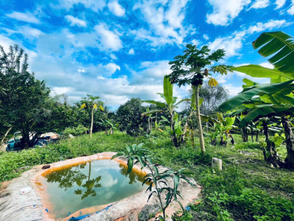 Bán Đất Vườn Giáp Sông Cái & Mặt Tiền Tỉnh Lộ 2 Diên Thọ - Giá 6 Tỷ - Hình ảnh 3