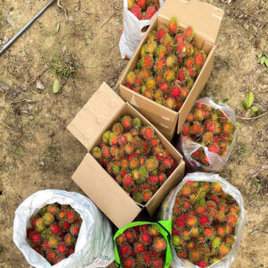 Bán Đất Vườn Giáp Sông Cái & Mặt Tiền Tỉnh Lộ 2 Diên Thọ - Giá 6 Tỷ - Hình ảnh 7