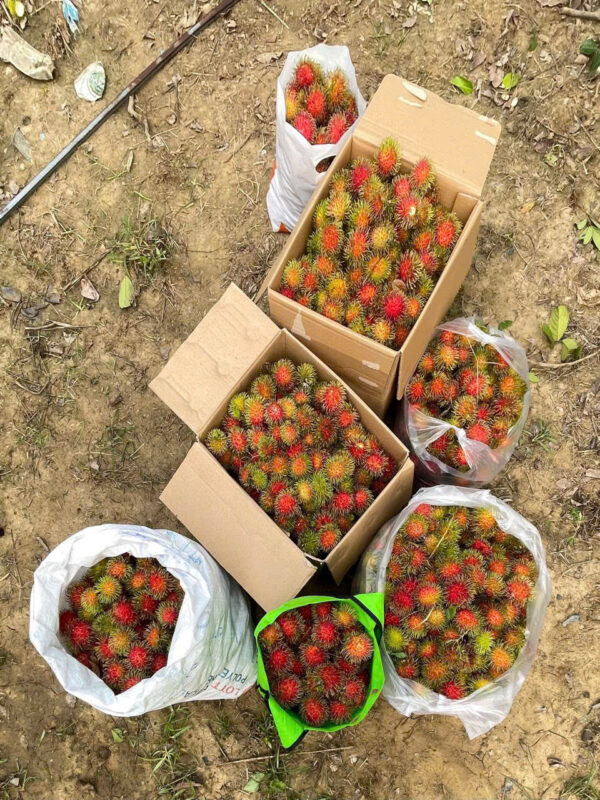 Bán Đất Vườn Giáp Sông Cái & Mặt Tiền Tỉnh Lộ 2 Diên Thọ - Giá 6 Tỷ - Hình ảnh 7