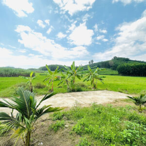 Bán Đất Vườn Diên Xuân Diên Khánh 509m2 - Chỉ Hơn 1.5 triệu/m2 Có Thổ Cư - Hình ảnh 4