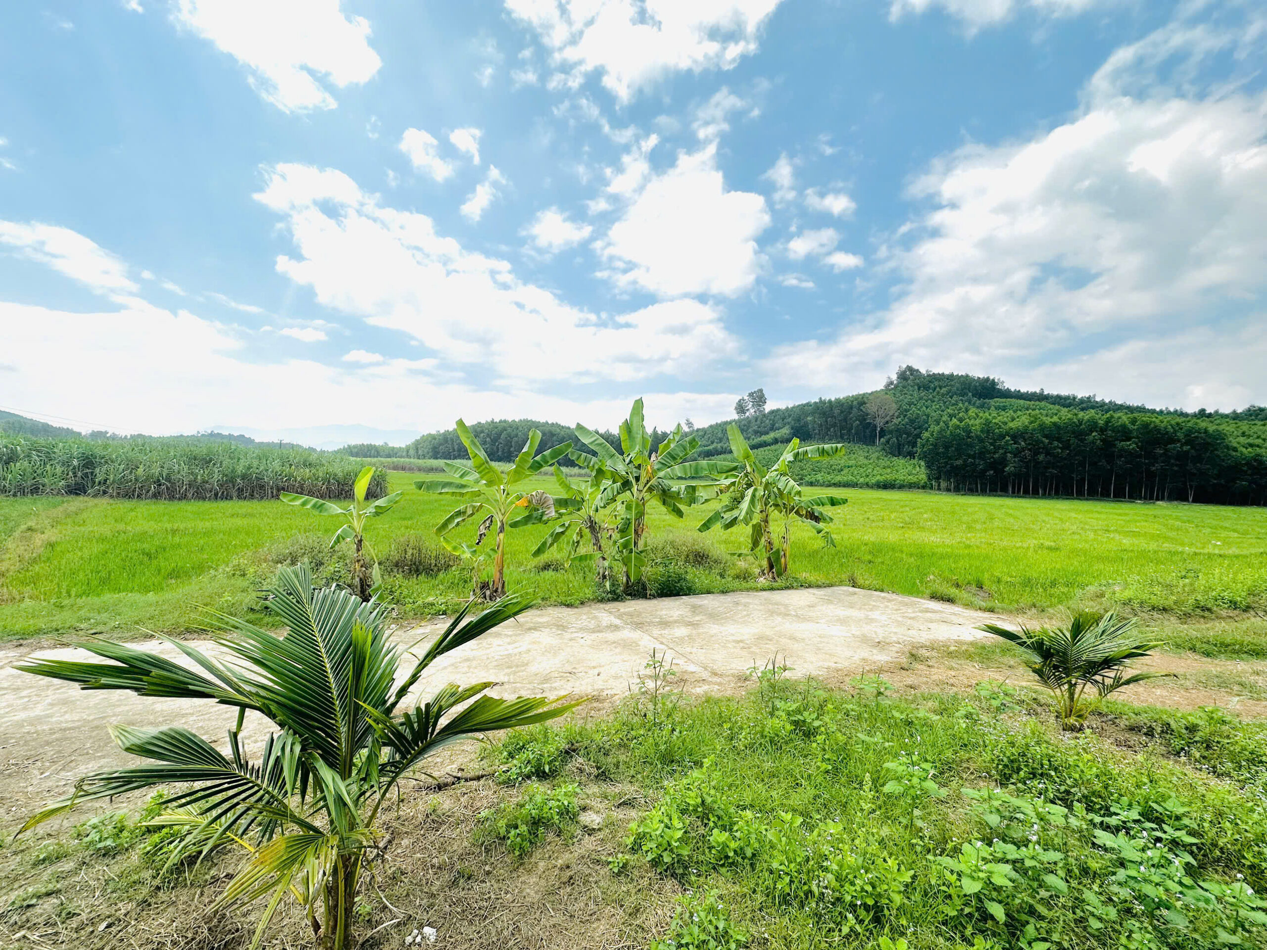 Bán Đất Vườn Diên Xuân Diên Khánh 509m2 - Chỉ Hơn 1.5 triệu/m2 Có Thổ Cư - Hình ảnh 4