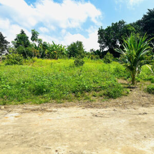 Bán Đất Vườn Diên Xuân Diên Khánh 509m2 - Chỉ Hơn 1.5 triệu/m2 Có Thổ Cư - Hình ảnh 3