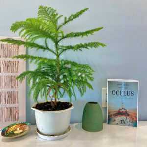 Bán Căn Góc Đẳng Cấp 2PN View Sân Vườn - Toà CT1, VCN Phước Hải - Hình ảnh 6