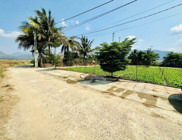 Bán 3 Lô Đất Liền Kề Diên Điền, Đường Gia Phổ - Giá Chỉ Từ 1,25 tỷ - Hình ảnh 7