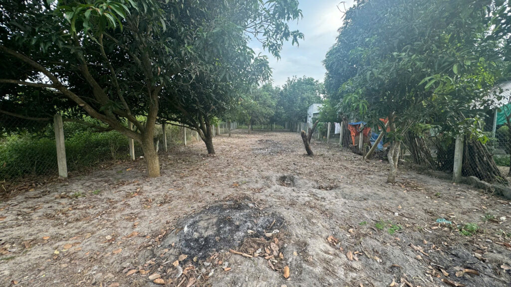 Unpaved path through an orchard with fruit trees on both sides and a wire fence, fallen leaves scattered on the ground.