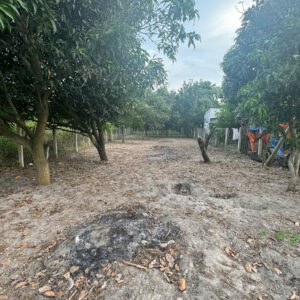 Unpaved path through an orchard with fruit trees on both sides and a wire fence, fallen leaves scattered on the ground.