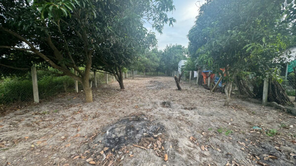 Unpaved path through an orchard with fruit trees on both sides and a wire fence, fallen leaves scattered on the ground.