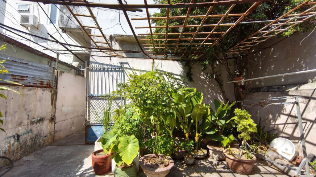 Garden patio with a variety of potted plants under a wooden lattice roof and a metal gate in the background.
