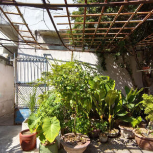 Garden patio with a variety of potted plants under a wooden lattice roof and a metal gate in the background.